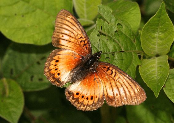Junonia westermanni female UPS